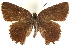  ( - CCDB-24272-C08)  @14 [ ] CreativeCommons - Attribution (2014) CBG Photography Group Centre for Biodiversity Genomics