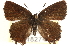  ( - CCDB-24272-C09)  @14 [ ] CreativeCommons - Attribution (2014) CBG Photography Group Centre for Biodiversity Genomics
