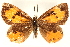  ( - CCDB-24272-D12)  @13 [ ] CreativeCommons - Attribution (2014) CBG Photography Group Centre for Biodiversity Genomics