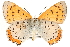  ( - CCDB-24272-F06)  @13 [ ] CreativeCommons - Attribution (2014) CBG Photography Group Centre for Biodiversity Genomics