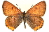  ( - CCDB-24272-F06)  @13 [ ] CreativeCommons - Attribution (2014) CBG Photography Group Centre for Biodiversity Genomics