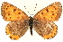  ( - CCDB-24272-F07)  @13 [ ] CreativeCommons - Attribution (2014) CBG Photography Group Centre for Biodiversity Genomics