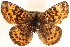  ( - CCDB-24272-G10)  @14 [ ] CreativeCommons - Attribution (2014) CBG Photography Group Centre for Biodiversity Genomics