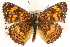  ( - CCDB-24272-H10)  @13 [ ] CreativeCommons - Attribution (2014) CBG Photography Group Centre for Biodiversity Genomics