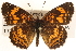  ( - CCDB-24272-H11)  @13 [ ] CreativeCommons - Attribution (2014) CBG Photography Group Centre for Biodiversity Genomics