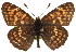  ( - CCDB-24273-D06)  @14 [ ] CreativeCommons - Attribution (2014) CBG Photography Group Centre for Biodiversity Genomics