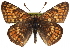  ( - CCDB-24273-D08)  @15 [ ] CreativeCommons - Attribution (2014) CBG Photography Group Centre for Biodiversity Genomics