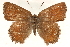  ( - CCDB-24274-F12)  @13 [ ] CreativeCommons - Attribution (2014) CBG Photography Group Centre for Biodiversity Genomics
