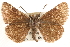  ( - CCDB-24274-H03)  @11 [ ] CreativeCommons - Attribution (2014) CBG Photography Group Centre for Biodiversity Genomics