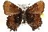  ( - CCDB-24274-H07)  @14 [ ] CreativeCommons - Attribution (2014) CBG Photography Group Centre for Biodiversity Genomics