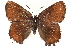  ( - CCDB-24274-H07)  @13 [ ] CreativeCommons - Attribution (2014) CBG Photography Group Centre for Biodiversity Genomics