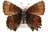  ( - CCDB-24274-H08)  @14 [ ] CreativeCommons - Attribution (2014) CBG Photography Group Centre for Biodiversity Genomics
