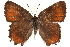  ( - CCDB-24274-H08)  @14 [ ] CreativeCommons - Attribution (2014) CBG Photography Group Centre for Biodiversity Genomics
