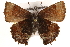  ( - CCDB-24274-H09)  @13 [ ] CreativeCommons - Attribution (2014) CBG Photography Group Centre for Biodiversity Genomics