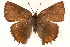  ( - CCDB-24274-H09)  @13 [ ] CreativeCommons - Attribution (2014) CBG Photography Group Centre for Biodiversity Genomics