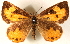  ( - CCDB-24279-A09)  @14 [ ] CreativeCommons - Attribution (2015) CBG Photography Group Centre for Biodiversity Genomics