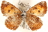  ( - CCDB-24279-A10)  @13 [ ] CreativeCommons - Attribution (2015) CBG Photography Group Centre for Biodiversity Genomics