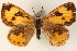  ( - CCDB-24279-A11)  @11 [ ] CreativeCommons - Attribution (2015) CBG Photography Group Centre for Biodiversity Genomics