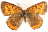  ( - CCDB-24279-A12)  @13 [ ] CreativeCommons - Attribution (2015) CBG Photography Group Centre for Biodiversity Genomics