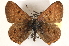  ( - CCDB-24279-B01)  @13 [ ] CreativeCommons - Attribution (2015) CBG Photography Group Centre for Biodiversity Genomics