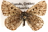  ( - CCDB-24279-B03)  @13 [ ] CreativeCommons - Attribution (2015) CBG Photography Group Centre for Biodiversity Genomics