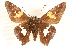  ( - CCDB-24279-B10)  @12 [ ] CreativeCommons - Attribution (2015) CBG Photography Group Centre for Biodiversity Genomics