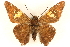  ( - CCDB-24279-B10)  @13 [ ] CreativeCommons - Attribution (2015) CBG Photography Group Centre for Biodiversity Genomics
