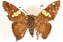  ( - CCDB-24279-B11)  @13 [ ] CreativeCommons - Attribution (2015) CBG Photography Group Centre for Biodiversity Genomics