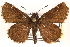  ( - CCDB-24279-C03)  @13 [ ] CreativeCommons - Attribution (2015) CBG Photography Group Centre for Biodiversity Genomics