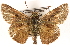  ( - CCDB-24279-C04)  @13 [ ] CreativeCommons - Attribution (2015) CBG Photography Group Centre for Biodiversity Genomics