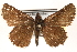  ( - CCDB-24279-C10)  @13 [ ] CreativeCommons - Attribution (2015) CBG Photography Group Centre for Biodiversity Genomics