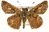  ( - CCDB-24279-C11)  @14 [ ] CreativeCommons - Attribution (2015) CBG Photography Group Centre for Biodiversity Genomics