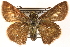  ( - CCDB-24279-D01)  @13 [ ] CreativeCommons - Attribution (2015) CBG Photography Group Centre for Biodiversity Genomics