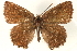  ( - CCDB-24279-D08)  @14 [ ] CreativeCommons - Attribution (2015) CBG Photography Group Centre for Biodiversity Genomics