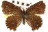  ( - CCDB-24279-D11)  @14 [ ] CreativeCommons - Attribution (2015) CBG Photography Group Centre for Biodiversity Genomics