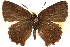  ( - CCDB-24279-D12)  @14 [ ] CreativeCommons - Attribution (2015) CBG Photography Group Centre for Biodiversity Genomics