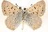  ( - CCDB-24279-E01)  @13 [ ] CreativeCommons - Attribution (2015) CBG Photography Group Centre for Biodiversity Genomics