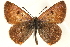  ( - CCDB-24279-E01)  @13 [ ] CreativeCommons - Attribution (2015) CBG Photography Group Centre for Biodiversity Genomics