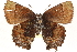  ( - CCDB-24279-E04)  @13 [ ] CreativeCommons - Attribution (2015) CBG Photography Group Centre for Biodiversity Genomics