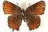  ( - CCDB-24279-E04)  @13 [ ] CreativeCommons - Attribution (2015) CBG Photography Group Centre for Biodiversity Genomics