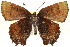  ( - CCDB-24279-E05)  @14 [ ] CreativeCommons - Attribution (2015) CBG Photography Group Centre for Biodiversity Genomics