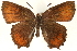  ( - CCDB-24279-E05)  @14 [ ] CreativeCommons - Attribution (2015) CBG Photography Group Centre for Biodiversity Genomics