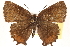  ( - CCDB-24279-E06)  @14 [ ] CreativeCommons - Attribution (2015) CBG Photography Group Centre for Biodiversity Genomics