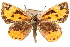  ( - CCDB-24279-E09)  @13 [ ] CreativeCommons - Attribution (2015) CBG Photography Group Centre for Biodiversity Genomics