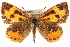  ( - CCDB-24279-E11)  @14 [ ] CreativeCommons - Attribution (2015) CBG Photography Group Centre for Biodiversity Genomics