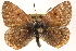  ( - CCDB-24279-F09)  @13 [ ] CreativeCommons - Attribution (2015) CBG Photography Group Centre for Biodiversity Genomics