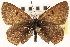  ( - CCDB-24279-F10)  @13 [ ] CreativeCommons - Attribution (2015) CBG Photography Group Centre for Biodiversity Genomics