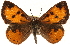  ( - CCDB-24279-H03)  @14 [ ] CreativeCommons - Attribution (2015) CBG Photography Group Centre for Biodiversity Genomics