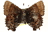  ( - CCDB-24279-H07)  @14 [ ] CreativeCommons - Attribution (2015) CBG Photography Group Centre for Biodiversity Genomics