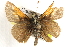  ( - BIOUG10888-B04)  @13 [ ] CreativeCommons - Attribution (2014) CBG Photography Group Centre for Biodiversity Genomics